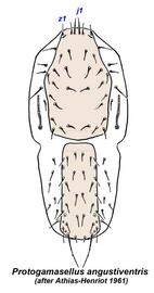  Protogamasellus angustiventris ;  Protgamasellus masiaka  species group