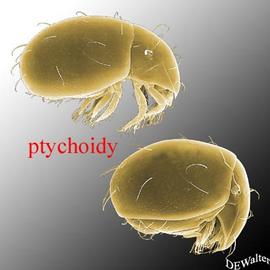 Pytchoidy (DEW)