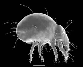  Rhizoglyphus  lateral (DEW)