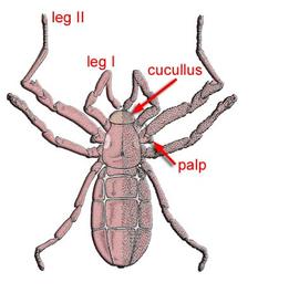 Cucullus;  Pseudocellus  (Ricinulei) (DEW)