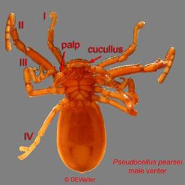   Pseudocellus pearsei  (DEW)
