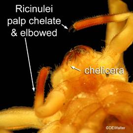   Pseudocellus  sp. (DEW)
