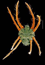  Eutetranychus  (Tetranychidae) (DEW)