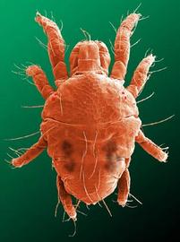 Red mite