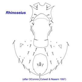 Rhinoseius  female venter