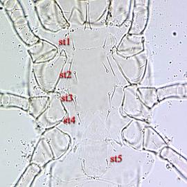 Sternogenital region