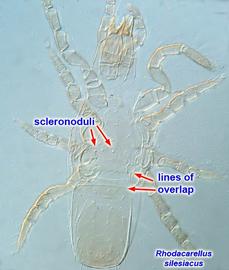  Rhodacarellus silesiacus 