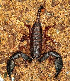  Liocheles  sp. (HCP)