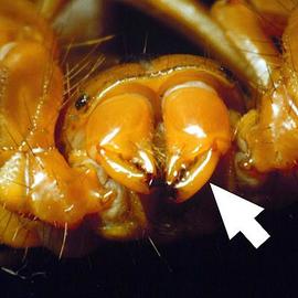 Scorpion chelicera (DEW)