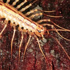 Scutigeromorpha compound eyes (HCP)