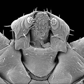 Tick hypostome (DEW)