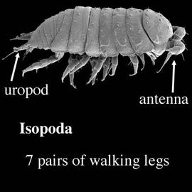Slater or terrestrial isopod