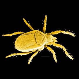 Well-sclerotized body; Penthalodidae,  Stereotydeus  (DEW)