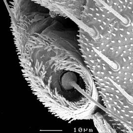Trichobothrium (at base of cercus) of symphylan (DEW)