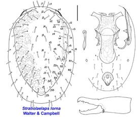  Stratiolaelaps lorna 