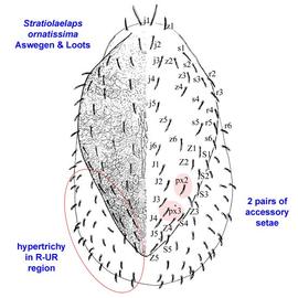  Stratiolaelaps ornatissima 