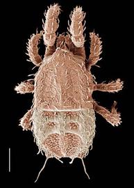   Sejus  dorsal (Sejida)
