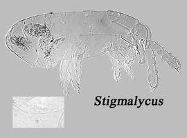  Stigmalychus 