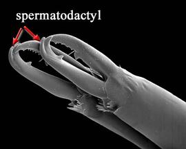  Stratiolaelaps  male chelicerae