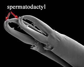 Spermatodactyl simple