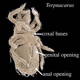 Genital shields unsclerotized; Terpnacaridae,  Terpnacarus , venter (DEW)