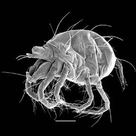 Tetranychidae,  Tetranychus  (DEW)  