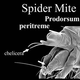 Tetranychid peritreme (DEW)