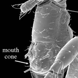 Thysanoptera head (DEW)