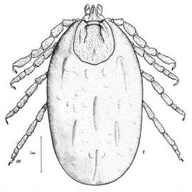 Ixodid tick female (CH)