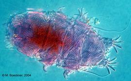 Armored tardigrade (MB)