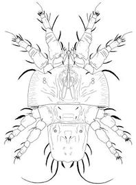   Tenuipalpus  female dorsum
