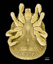 Argasid tick ( Carios ) venter (DEW)