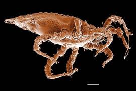  Uroseius  lateral showing tail (DEW)