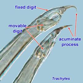 Chelicera with acuminate process