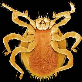 Male trigynaspid ventral