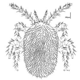 Dorsum of female  Tropilaelaps clarae 