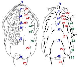  Typhlodrominae dorsal setation
