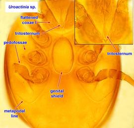  Uroactinia  sp. female venter