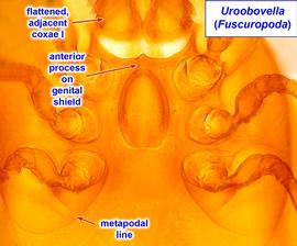  Uroobovella  ( Fuscuropoda ) female intercoxal region