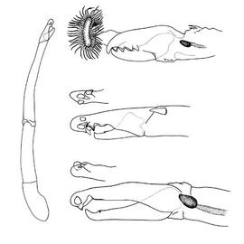 Uropodoid chelicerae (CH, DEW)
