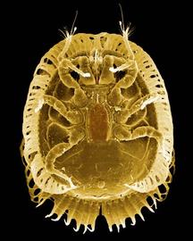  Basket mite venter (DEW)
