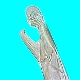  Uropodid fixed digit (DEW)
