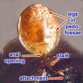  Phoretic deutonymph of Uropodoidea
