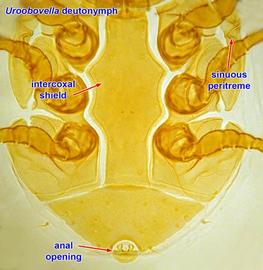 Peritreme sinuous;  Uroobovella  deutonymph