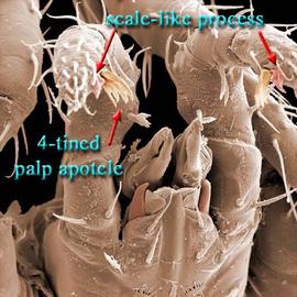  Gamasolaelaps  subcapitulum and palps