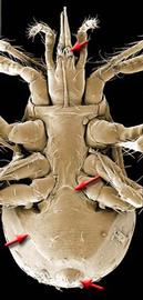  Veigaia uncata  ventral characters (DEW)