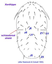  Xanthippe  female dorsal shield