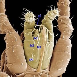  Xenoseius  subcapitulum