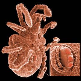 Velvet mite showing genital papillae (DEW)