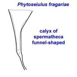  Phytoseiulus fragariae  spermatheca